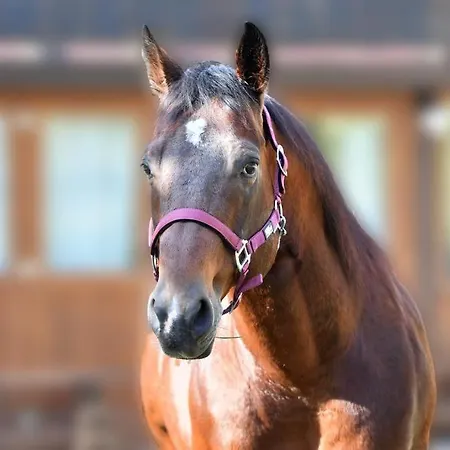 Belmonte Ranch Belmonte Castello