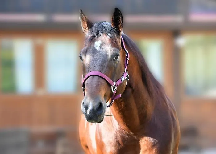 Belmonte Ranch Belmonte Castello