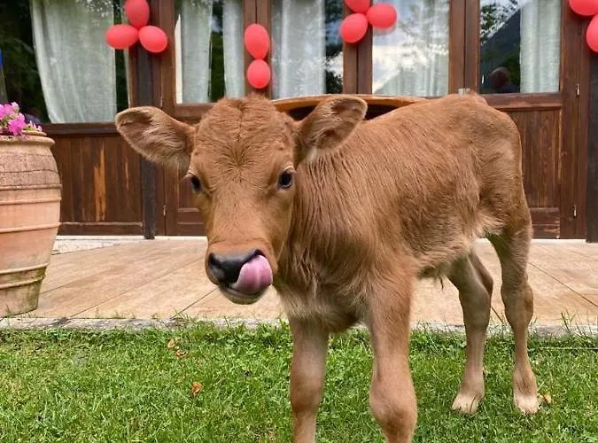 Belmonte Ranch Κατάλυμα σε φάρμα Belmonte Castello